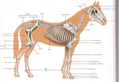 Анатомия лошади | Скульптурное моделирование