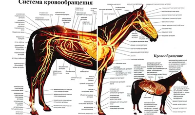 Конный спорт | Конный спорт | Дзен