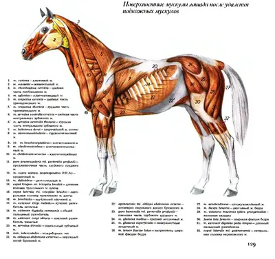Рассматриваем анатомию лошади: подробное описание и фото | Лошади,  Анатомия, Анатомия животных