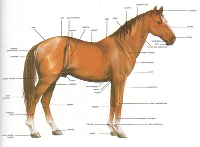 Выбираем уздечку для лошади: виды, строение и основные отличия - HorseUA