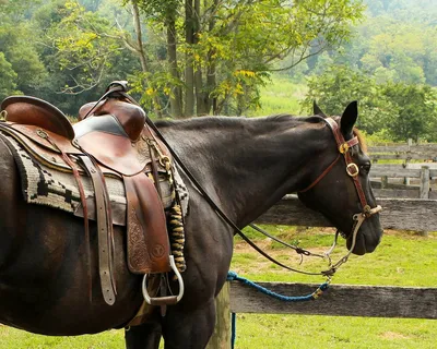 Vigot Анатомия лошади и книга о производительности Серебристый|  Horse-riding Мерчандайзинг