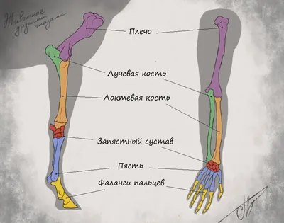 Зрение лошади — Википедия