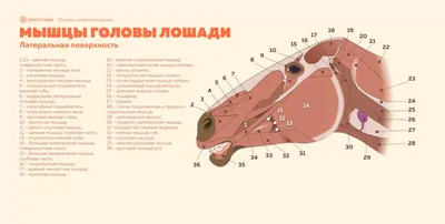 Строение копыта лошади