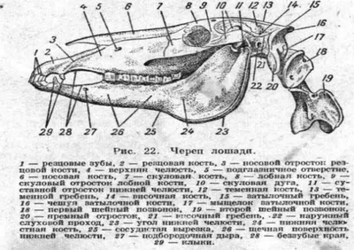 Седло для лошади: виды, строение