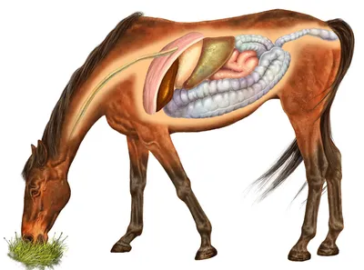 https://www.imaios.com/ru/vet-anatomy/loshad/loshad-osteologiya