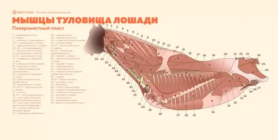 Иллюстрация 6 из 9 для Топографическая анатомия лошади - Питер Гуди |  Лабиринт - книги. Источник: matumba