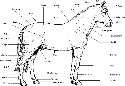 😄А какие части тела лошади знаете вы? @ Взято с просторов интернета... |  Конюшня \"Жизнь домашних животных \" Сланцы БП | ВКонтакте