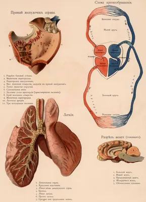 МРТ-анатомия стопы и копыта лошади : нормальная анатомия | vet-Anatomy