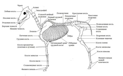 Строение лошади При рассмотрении внешнего строения лошади принимают во  внимание четыре основные части тела:.. | ВКонтакте