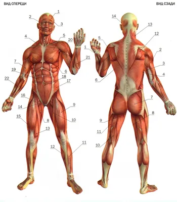 Какие группы мышц выделяют в теле человека?