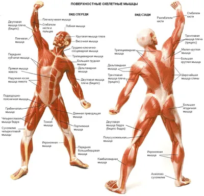 Строение и функции мышц | Meddoc
