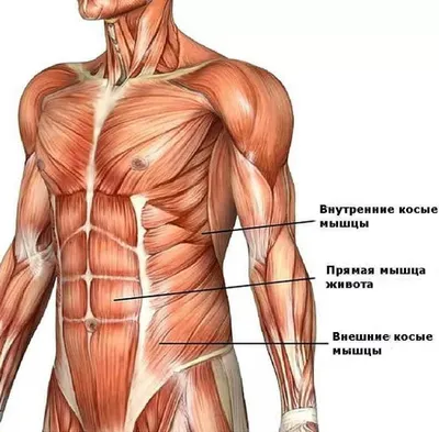 МЫШЦЫ | Энциклопедия Кругосвет