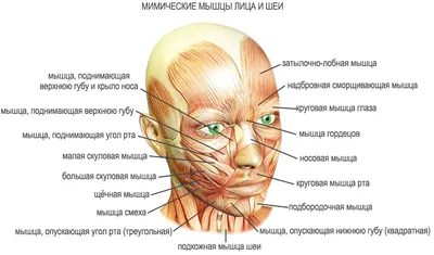 Мышечная система человека - полезная информация о мышцах