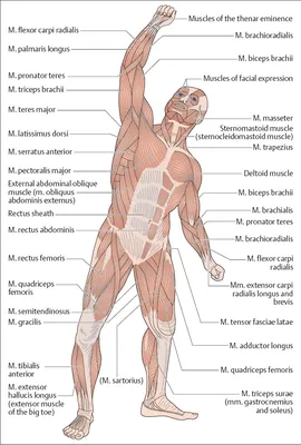 3D Анатомия мышц человека. 3D Anatomy muscles human. - YouTube