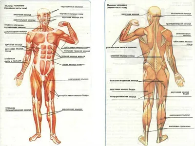 Основные мышцы человека. - Анатомия человека
