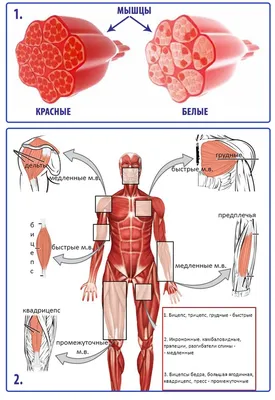 Мышцы человека. Основные группы. Строение.