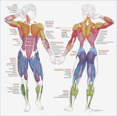 Виды и строение мышц человека. | Займись собой ! | Дзен