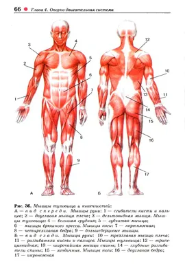 Анатомия строение мышц ноги - передняя и задняя поверхность бедра |  ВКонтакте