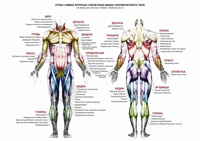 Человек - КакНаучитьсяРисовать.рф