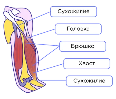 Женский бодибилдинг в Самаре: Анатомия мышц человека (нужно знать!)