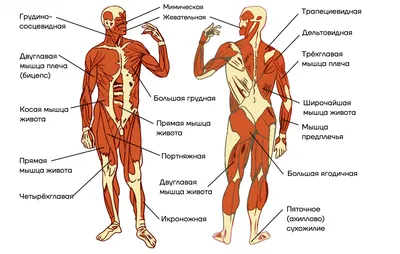 Мышцы человека сзади - 63 фото