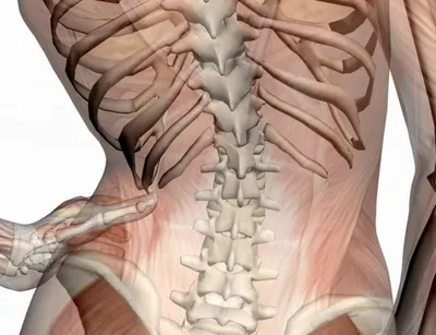 Анатомия : Поверхностные мышцы спины