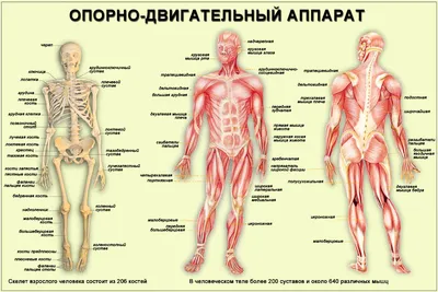 Анатомическое строение мышц спины у …» — создано в Шедевруме