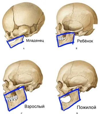 Про мышечную ткань и нюансы, связанные с ней