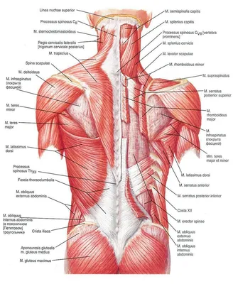 Мышцы поясницы: анатомия и значение в структуре пояснично-крестцовой области