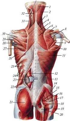 Атлас мышц спины - 62 фото
