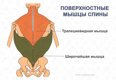 Анатомия мышц спины человека