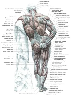 Мышцы — Википедия