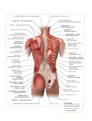 Мышцы спины: строение и функции