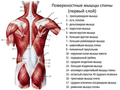 Анатомическое строение мышц спины у …» — создано в Шедевруме