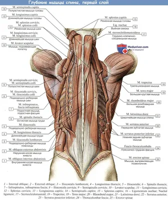 Строение поверхностных мышц спины | Medicina