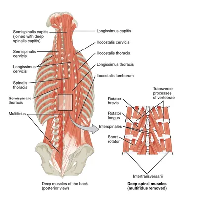 Анатомия : Глубокие мышцы спины. Подзатылочные мышцы.