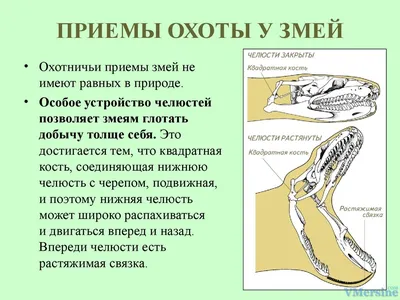 37. Класс пресмыкающиеся. Среда обитания. Внешнее строение, скелет и  мускулатура пресмыкающихся