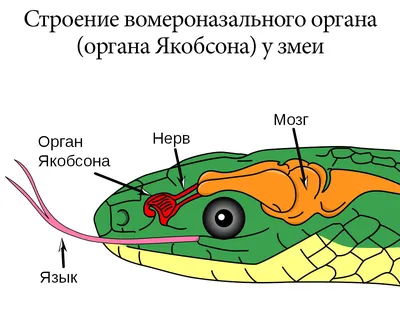 Интересные факты о змеях | VMersine.com