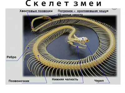 Скелет Змеи — стоковые фотографии и другие картинки Змея - Змея, Скелет  животного, Позвоночник животного - iStock