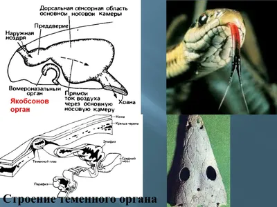 Палеонтологи обнаружили хорошо сохранившийся скелет Tetrapodophis amplectus