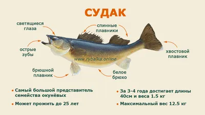 Судак - описание, виды, образ жизни, особенности ловли, польза и  калорийность