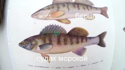 Судак рыба фото смотреть. Судак рыба речная или морская. | Рыбачил.ru