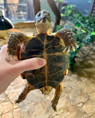Сухопутная черепаха фото