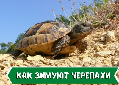 Testudo (Agrionemys) horsfieldii (Среднеазиатская черепаха) - Черепахи.ру