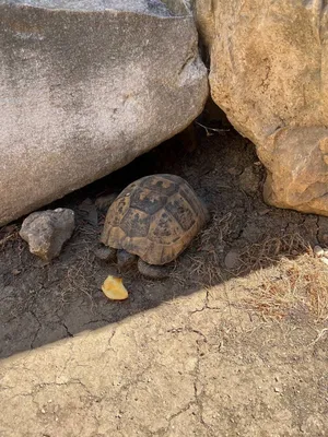 Знакомтесь, Рокси. Среднеазиатская сухопутная черепаха. TurtlesLand