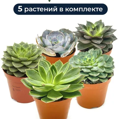 Суккуленты микс, Живые растения в Москве, купить по цене 2350 руб,  Суккуленты, кактусы в Margoplants с доставкой | Flowwow