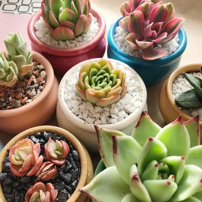 🌿САМЫЕ ЦВЕТНЫЕ СУККУЛЕНТЫ🌿 on Instagram: “❓А У КОГО МОЖЕТ БЫТЬ НОЖКА?  🌿Не забудь про❤️! В связи со вчерашним постом решила перечислить виды… |  Succulents, Plants