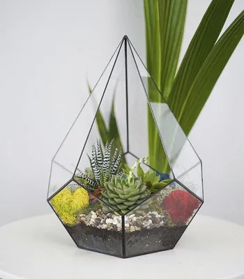 Комнатный цветок суккулент уход / все о растении суккулент - освещение,  полив, температура и другое Geo Glass