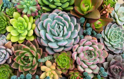 Обои растения, nature, plant, succulent, Суккуленты картинки на рабочий  стол, раздел разное - скачать