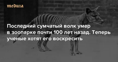 Сумчатый волк 3D модель - Круговой обзор 360 градусов - 3DModels